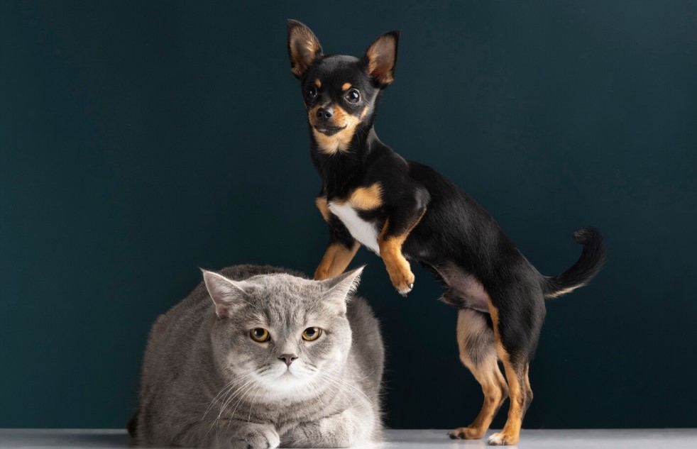 Animaux